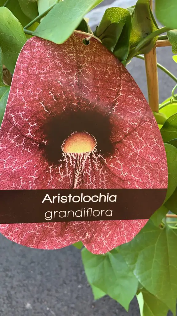 Aristolochia grandiflora