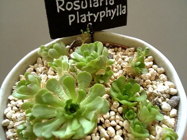 Rosularia Platyphylla