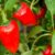 CAPSICUM paprika/chilli pepper plante