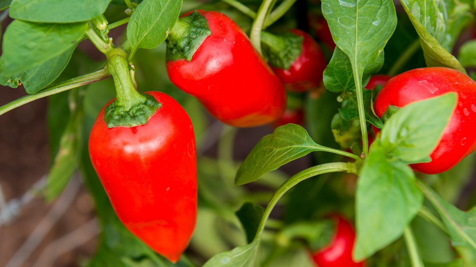 CAPSICUM paprika/chilli pepper plante - Stavern Blomstermakeri