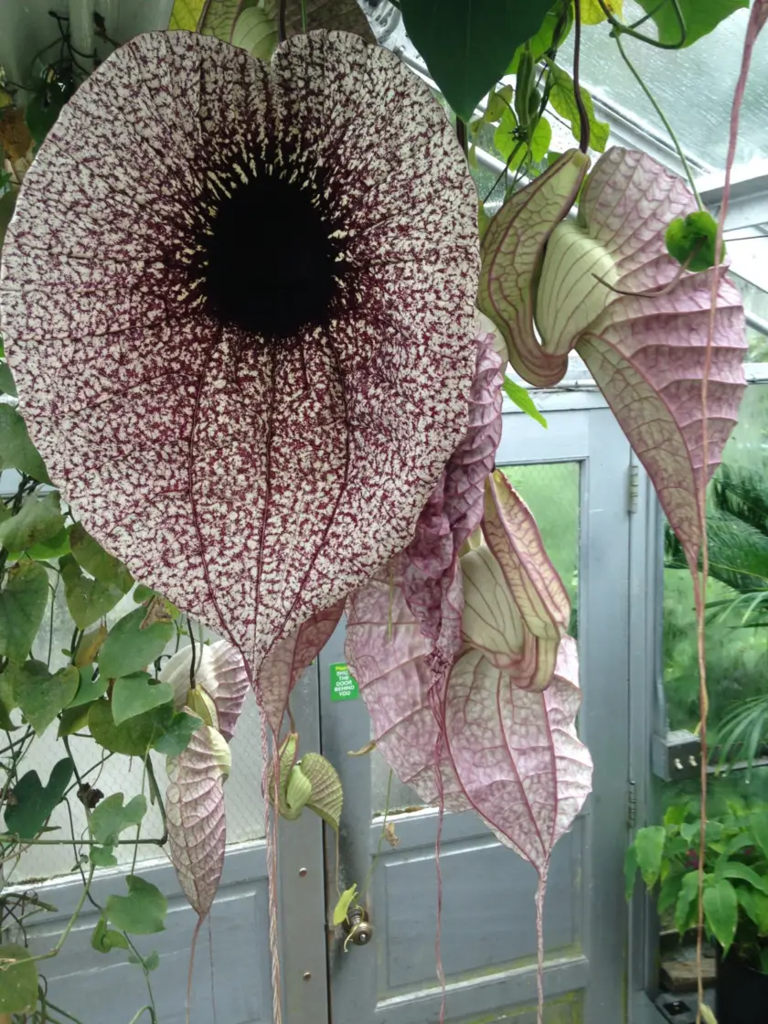 Aristolochia grandiflora Stavern Blomstermakeri Aristolochiaceae