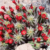 Hedgehog cacti/ Pinnsvin-kaktus