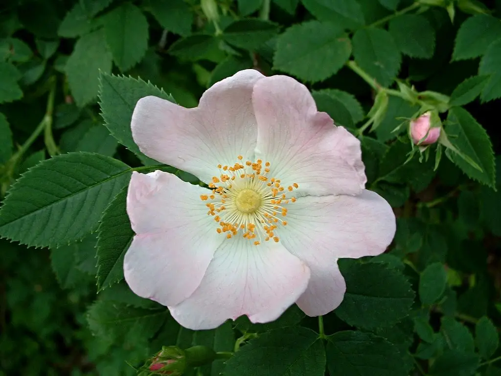Memorial rose (Rosa wichuraiana)