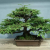 Bonsai tre (bonsai metasequoia)