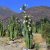 San Pedro kaktus (Echinopsis pachanoi)